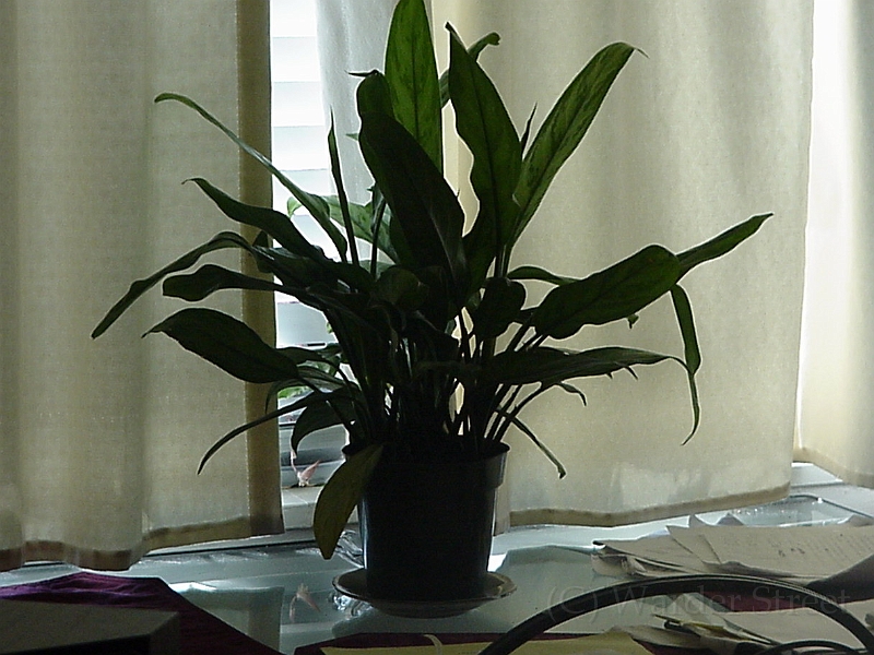 Erica's Plant.jpg